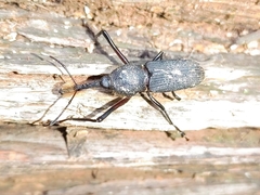 Rhinostomus barbirostris image