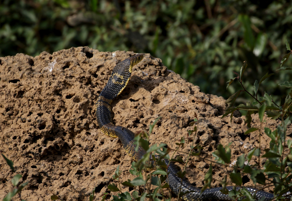 West African Banded Cobra from Campement de Wassadou on December 27 ...