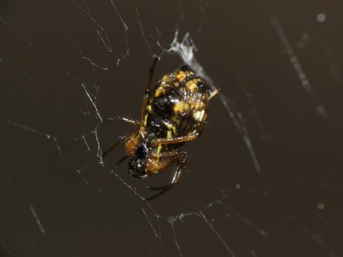 White Micrathena