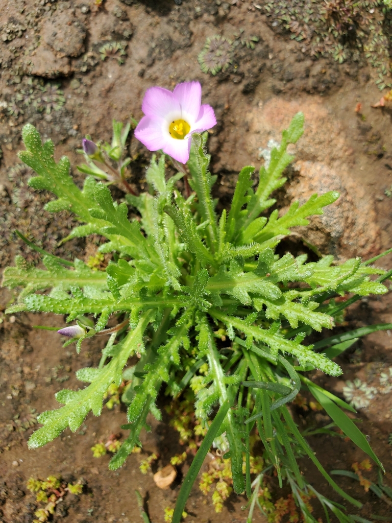 fringed linanthus from Santee, CA 92071, USA on March 14, 2023 at 10:54 ...