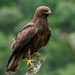 Wahlberg's Eagle - Photo (c) Poerli Won, all rights reserved, uploaded by Poerli Won