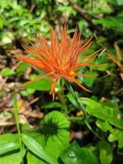 Gurania makoyana image