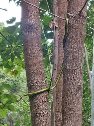 Common Tree Snake sighting