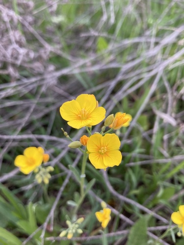 Physaria gracilis ssp. gracilis