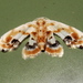 Holocryptis phasianura - Photo (c) Mark Ridgway, todos los derechos reservados, subido por Mark Ridgway