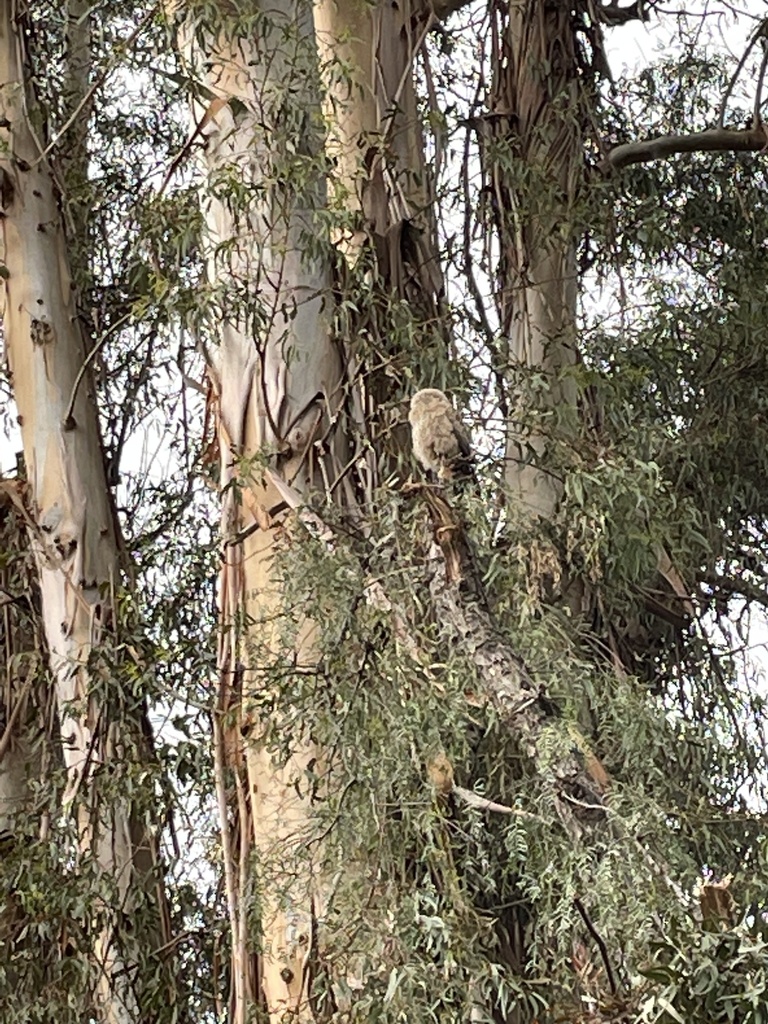 Great Horned Owl from Edenvale Gardens Regional Park, San Jose, CA, US