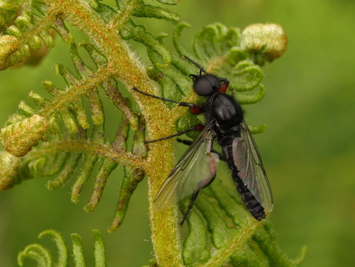 Red-thighed St Mark's Fly
