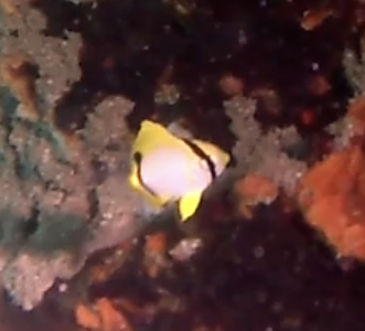 Spotfin Butterflyfish