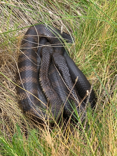 Tiger Snake sighting