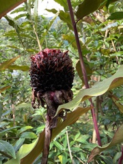 Etlingera elatior image