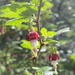Ribes amarum - Photo 由 Patrick Dyer 所上傳的 (c) Patrick Dyer，保留所有權利