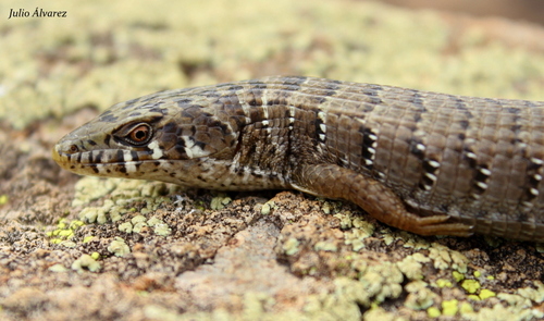 Madrean Alligator Lizard