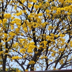 Handroanthus guayacan image