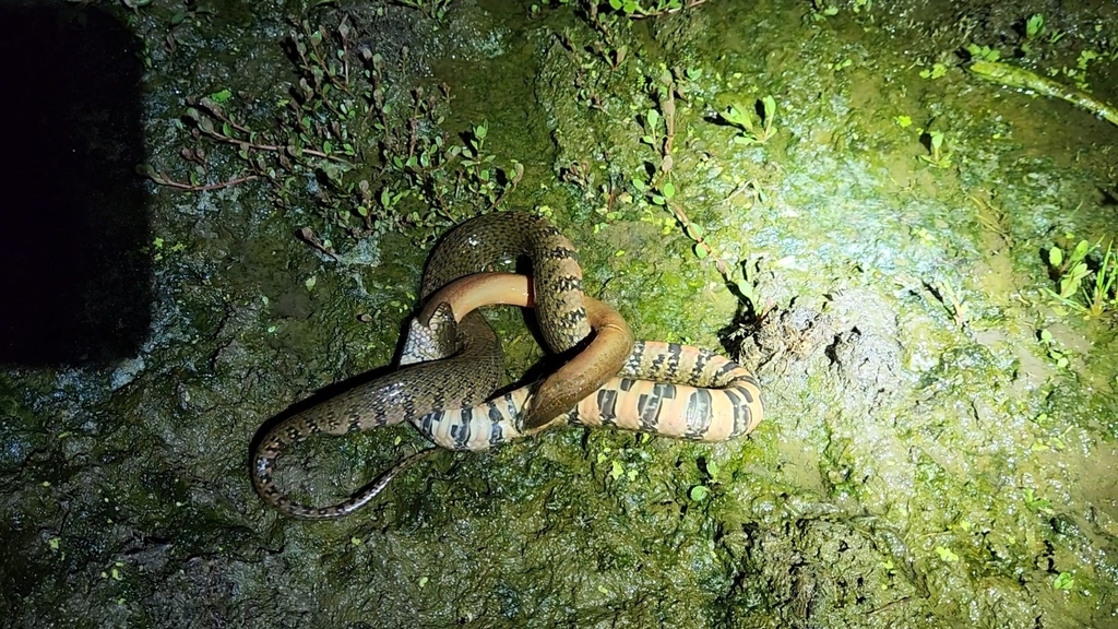 Ringed Water Snake in July 2022 by hsuan liu · iNaturalist