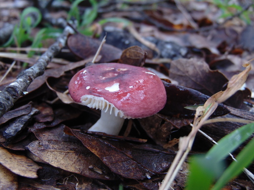 Russula mexicana