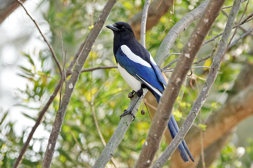 Oriental Magpie