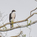 Cassin's Hawk-Eagle - Photo (c) Marc Faucher, all rights reserved, uploaded by Marc Faucher