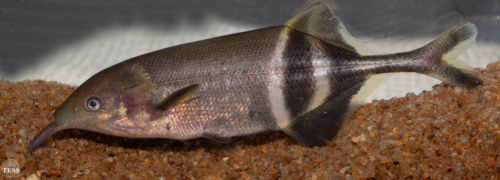 Elephantnose Fish