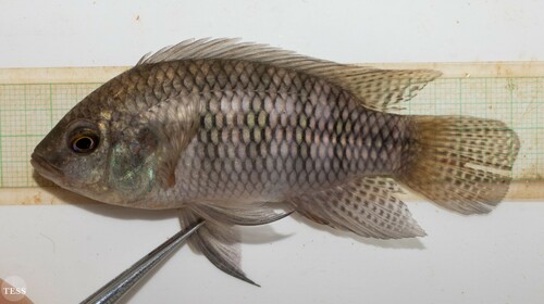 Thysochromis ansorgii