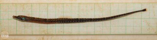 African Freshwater Pipefish