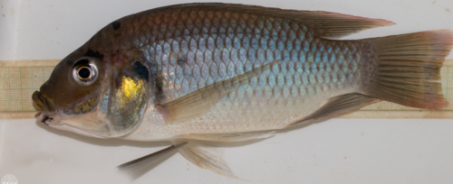 Blackchin Tilapia