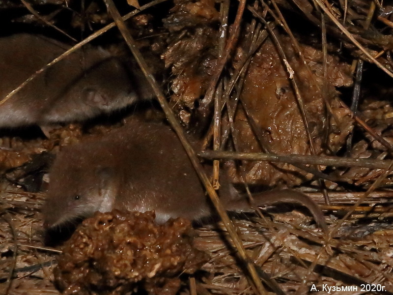 Lesser White-toothed Shrew in December 2020 by Анатолий Кузьмин ...