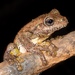 Peron's Tree Frog - Photo (c) Hunter McCall, all rights reserved, uploaded by Hunter McCall