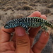 Port Desire Smooth-throated Lizard - Photo (c) Rafa Lara, all rights reserved, uploaded by Rafa Lara