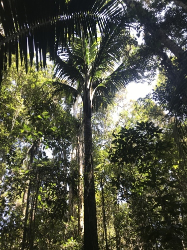 Ravenea robustior