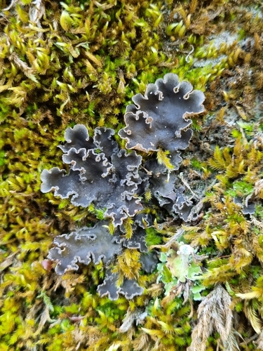 tree pelt lichen