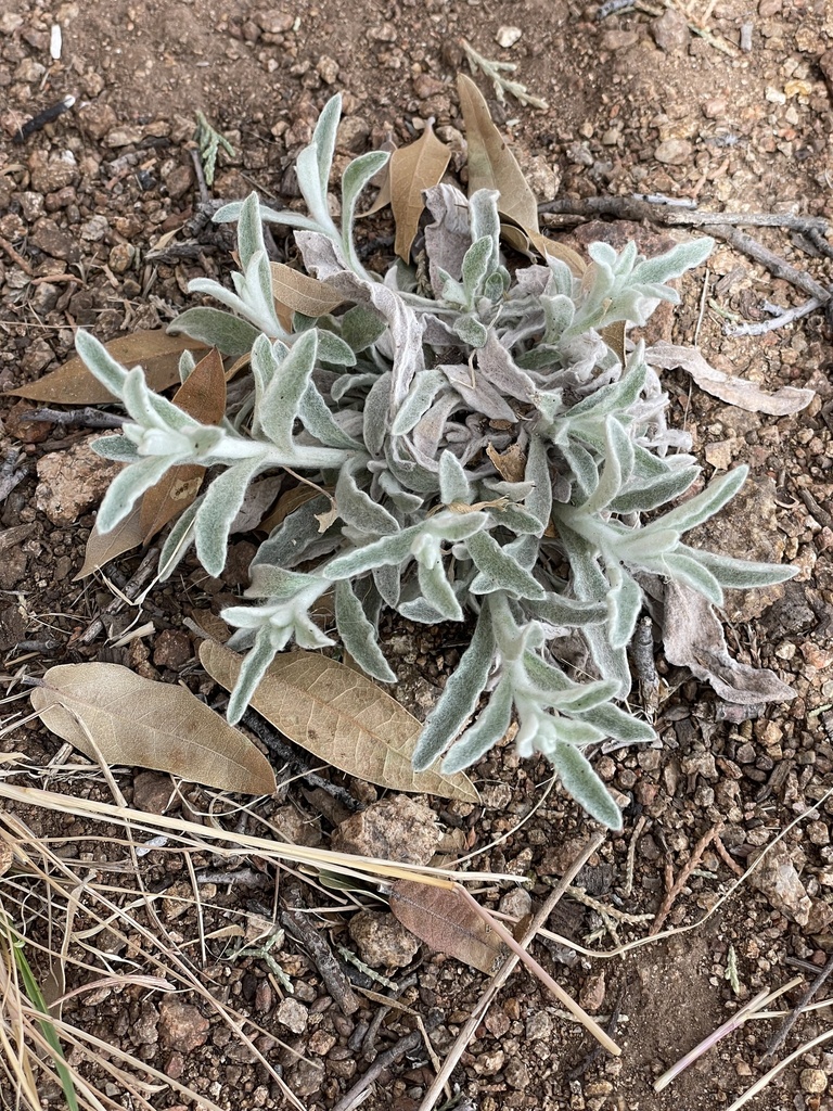 Wright's cudweed from Point of Rocks Roadside Park, Fort Davis, TX, US ...