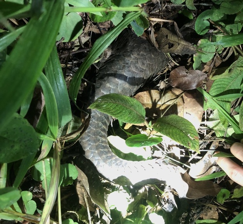 White-bellied Pangolin