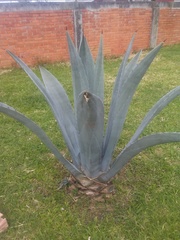 Image of Agave tequilana
