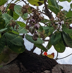 Anacardium occidentale image