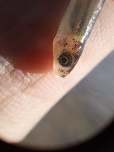 Orestias gracilis