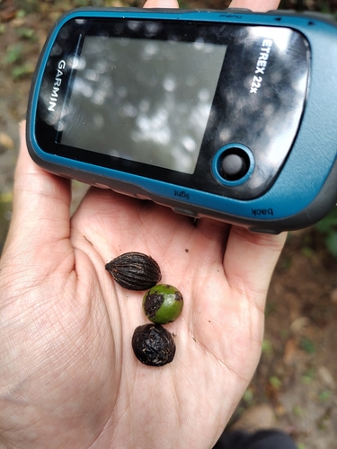Peumo de hoja angosta
