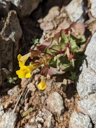 King of Arizona Monkeyflower (Erythranthe regni)