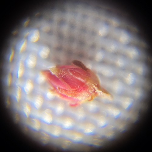 Wachtliella ericina