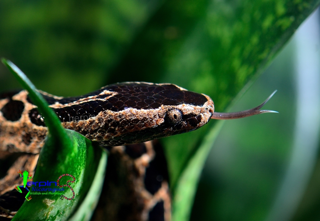 ISTHMIAN DWARF BOA LIFE EXPECTANCY