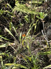 Epidendrum radicans image