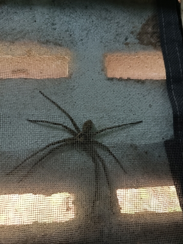 Pantropical Huntsman Spider
