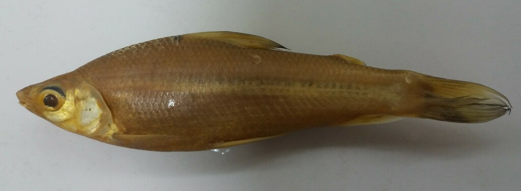 Steindachnerina leucisca