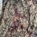 Betula nigra - Photo (c) Misha Zitser, todos los derechos reservados, subido por Misha Zitser