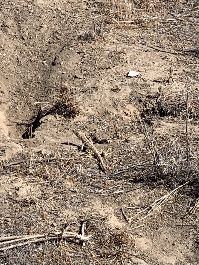 Blunt-nosed Leopard Lizard in June 2022 by tess m · iNaturalist