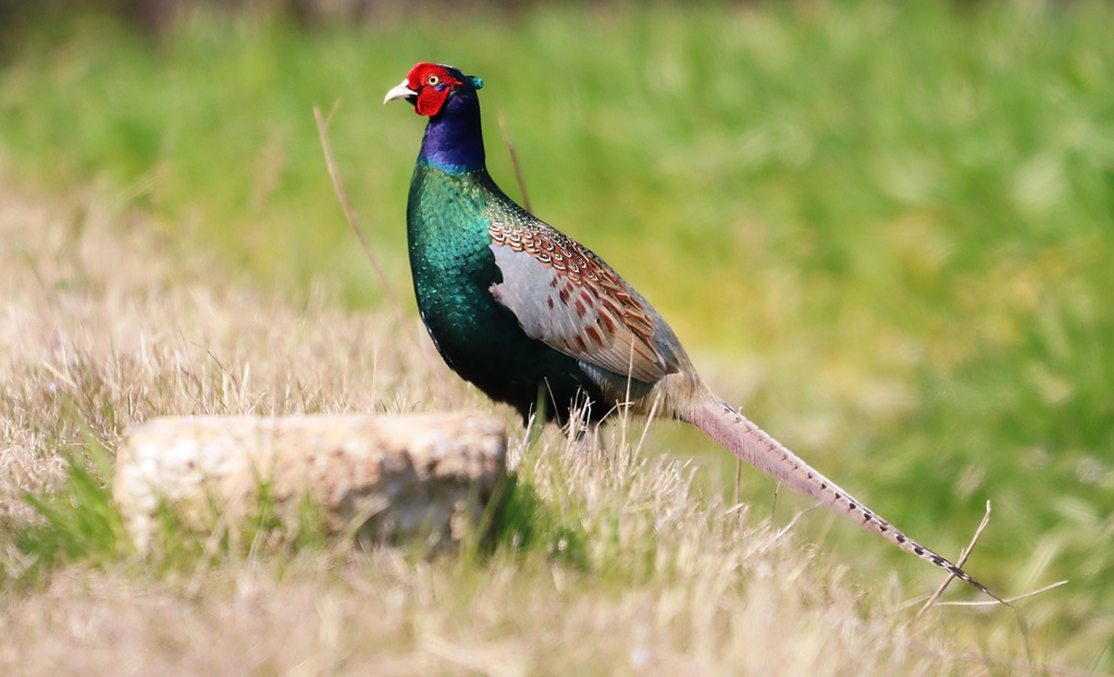 Green Pheasant (Phasianus versicolor) photo