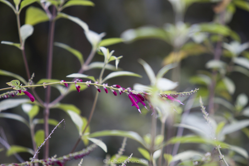 Mexican fuchsia sage