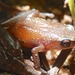 Amani Screeching Frog - Photo (c) donchelu, all rights reserved, uploaded by donchelu