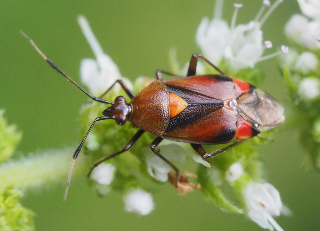 Red-spotted Plant Bug From Gabarret On July 20, 2022 At 05:35 Pm By 