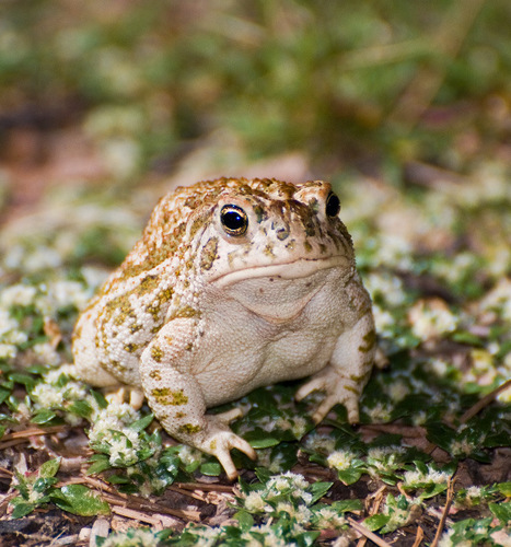 Great Plains Toad