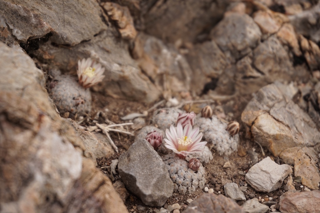Mammillaria sanchez-mejoradae  iNaturalist